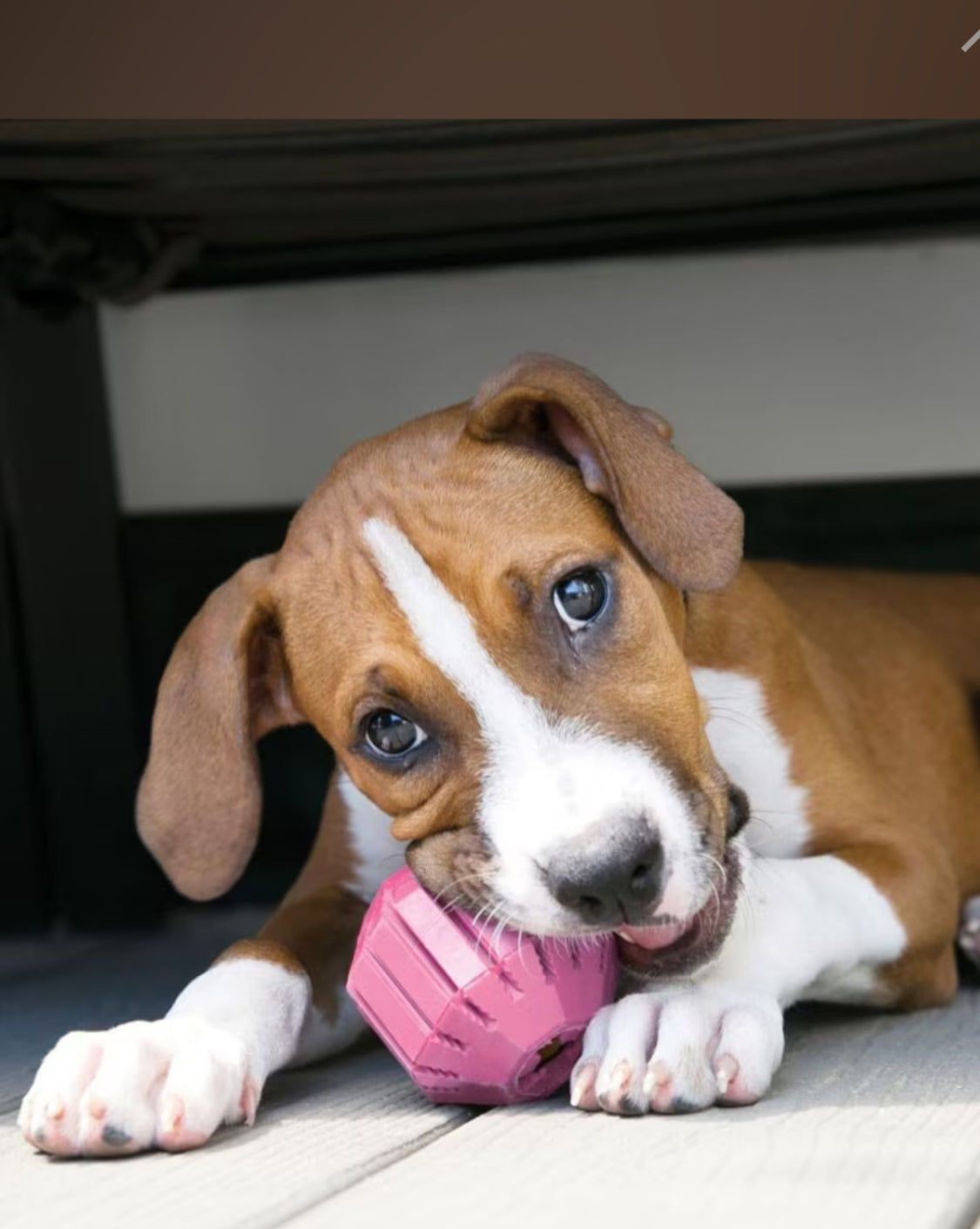 KONG Puppy Activity Ball