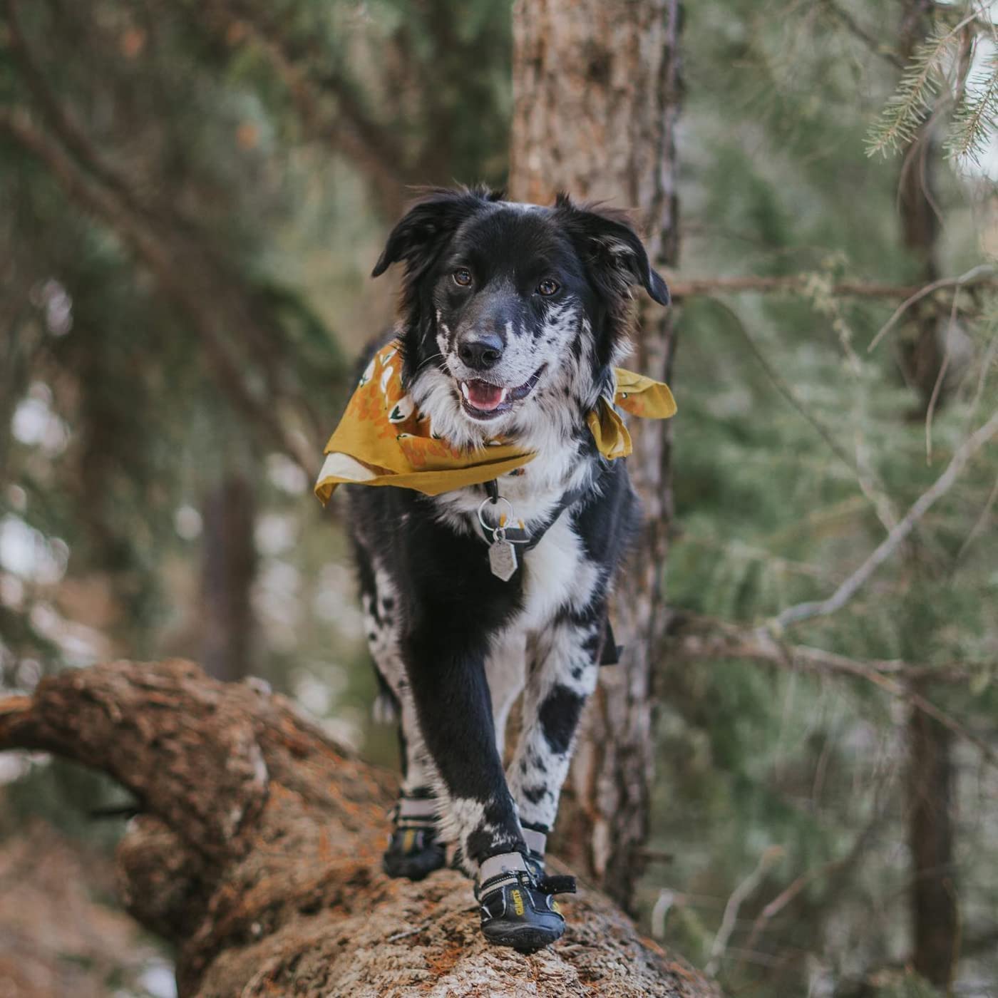 1 Pair Qumy Waterproof Dog  Boots