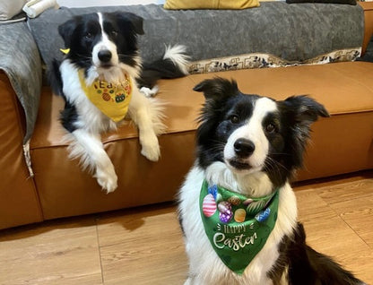 Paw-T Petz Easter Bandana