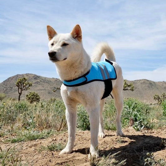 Zippy Paws Cooling Vest