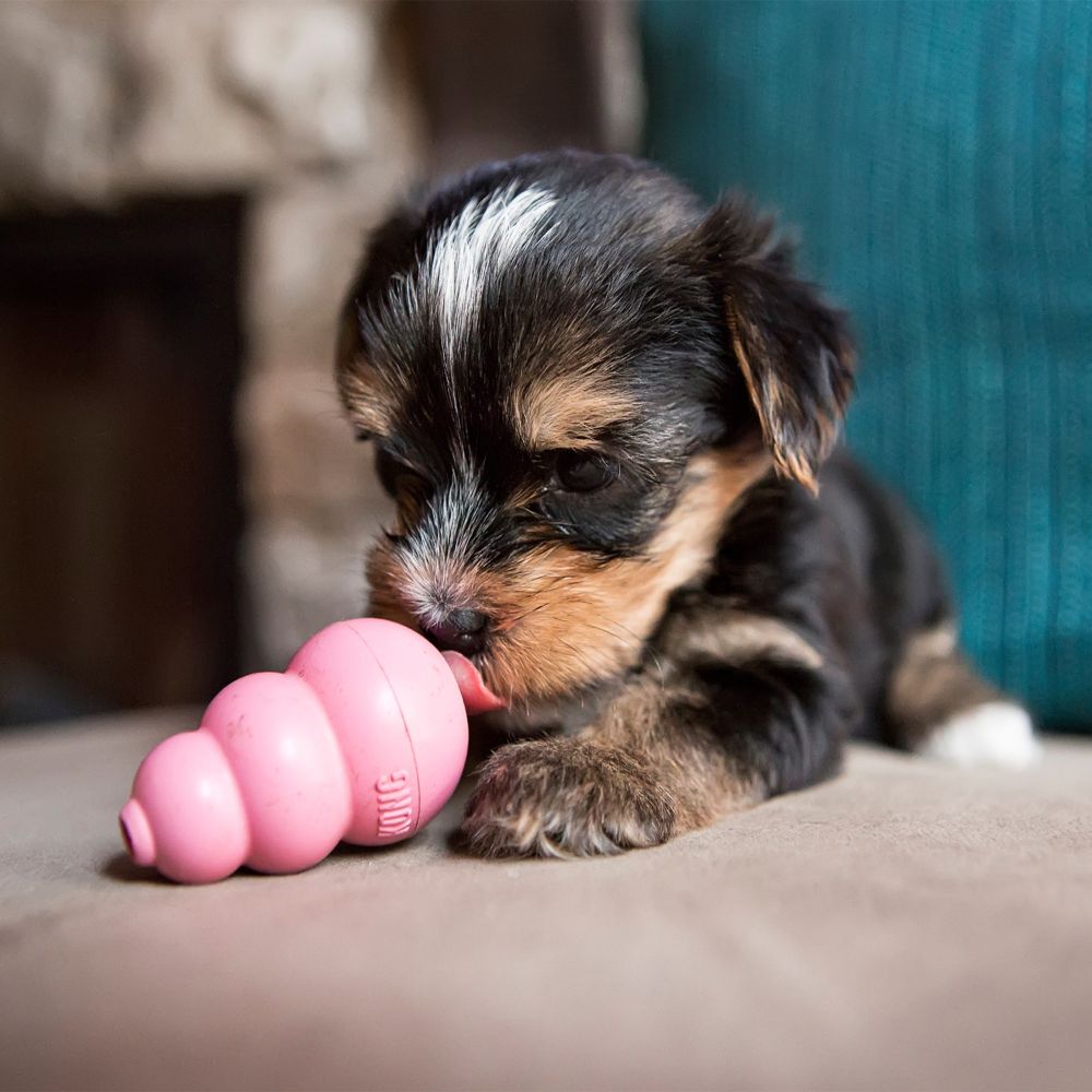 KONG Puppy Kong (Color May Vary)