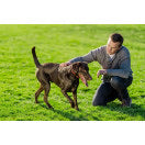 Stay & Play® Wireless Fence for Stubborn Dogs