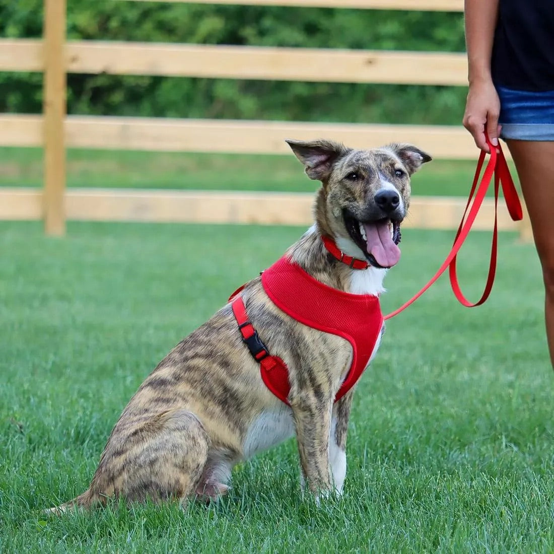 Coastal Single-Ply Nylon Leash