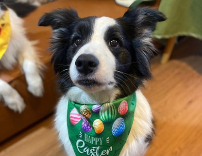 Paw-T Petz Easter Bandana