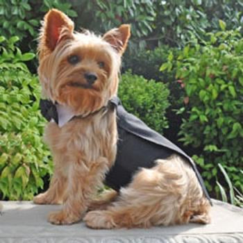 Black Dog Harness Tuxedo w/Tails, Bow Tie, and Cotton Collar