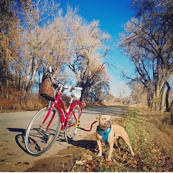 Bike Tow Leash AND PACKAGES FOR TRIKES